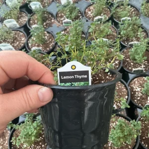 Lemon Thyme Live Plant – Culinary Herb – 4.5