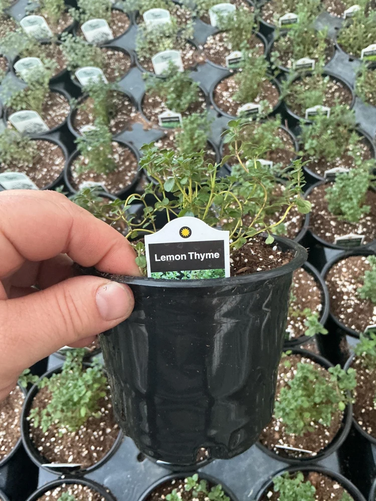 Lemon Thyme Live Plant – Culinary Herb – 4.5" Pot – Fragrant & Edible - Image 6