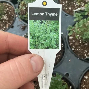 Lemon Thyme Live Plant – Culinary Herb – 4.5