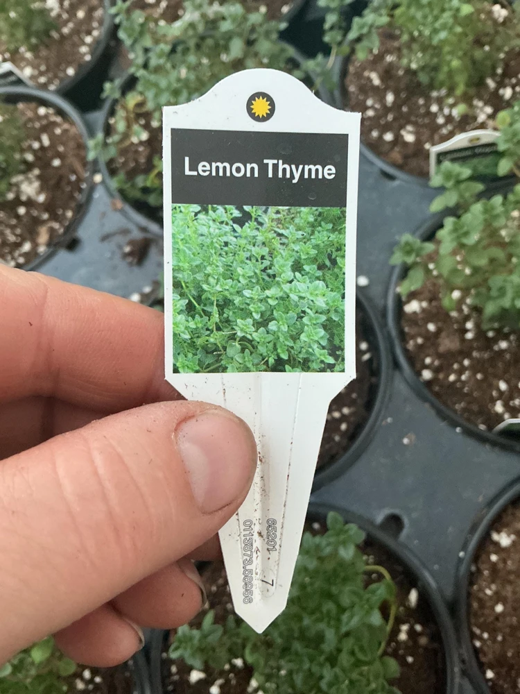 Lemon Thyme Live Plant – Culinary Herb – 4.5" Pot – Fragrant & Edible - Image 7