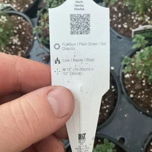 Lemon Thyme Live Plant – Culinary Herb – 4.5