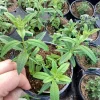 Lemon Verbena Live Plant – 4.5" Pot – Fragrant Culinary Herb - Image 1