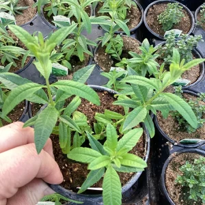 Lemon Verbena Live Plant – 4.5