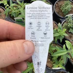 Lemon Verbena Live Plant – 4.5
