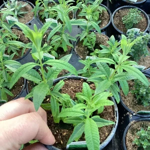 Lemon Verbena Live Plant – 4.5