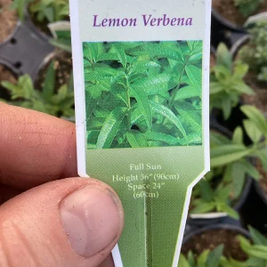 Lemon Verbena Live Plant – 4.5