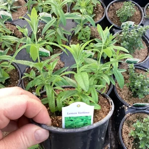Lemon Verbena Live Plant – 4.5