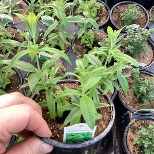 Lemon Verbena Live Plant – 4.5