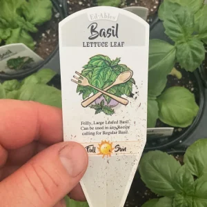 Lettuce Leaf Basil Live Plant – 4.5 inch Pot – Aromatic Herb - Image 10