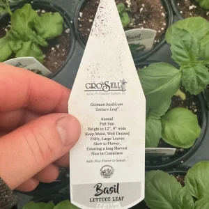 Lettuce Leaf Basil Live Plant – 4.5 inch Pot – Aromatic Herb - Image 11