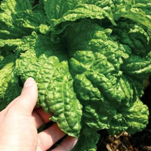 Lettuce Leaf Basil Live Plant – 4.5 inch Pot – Aromatic Herb - Image 2