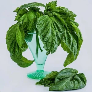 Lettuce Leaf Basil Live Plant – 4.5 inch Pot – Aromatic Herb - Image 3