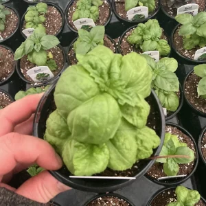 Lettuce Leaf Basil Live Plant – 4.5 inch Pot – Aromatic Herb - Image 4