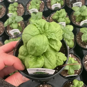 Lettuce Leaf Basil Live Plant – 4.5 inch Pot – Aromatic Herb - Image 5