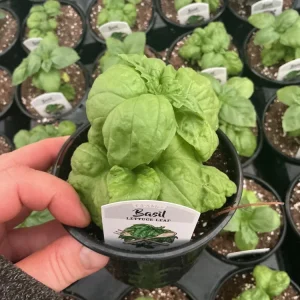 Lettuce Leaf Basil Live Plant – 4.5 inch Pot – Aromatic Herb - Image 6