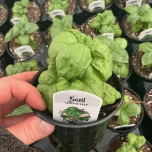 Lettuce Leaf Basil Live Plant – 4.5 inch Pot – Aromatic Herb - Image 7