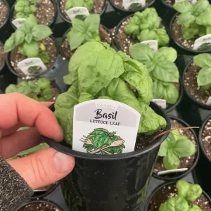 Lettuce Leaf Basil Live Plant – 4.5 inch Pot – Aromatic Herb - Image 8
