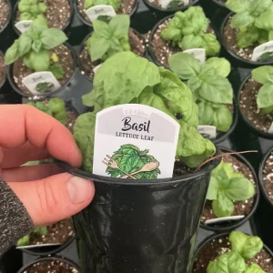 Lettuce Leaf Basil Live Plant – 4.5 inch Pot – Aromatic Herb - Image 9