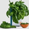 Lettuce Leaf Basil Live Plant – 4.5 inch Pot – Aromatic Herb - Image 1