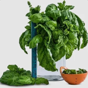 Lettuce Leaf Basil Live Plant – 4.5 inch Pot – Aromatic Herb - Image 1