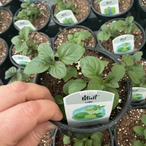 Lime Mint Live Plant – 4.5 inch Pot – Fresh Herb for Garden & Culinary Use - Image 2
