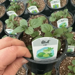 Lime Mint Live Plant – 4.5 inch Pot – Fresh Herb for Garden & Culinary Use - Image 3