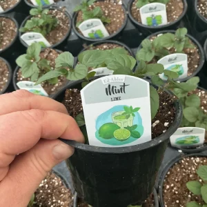 Lime Mint Live Plant – 4.5 inch Pot – Fresh Herb for Garden & Culinary Use - Image 4
