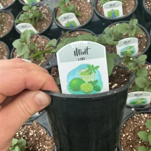 Lime Mint Live Plant – 4.5 inch Pot – Fresh Herb for Garden & Culinary Use - Image 5