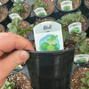 Lime Mint Live Plant – 4.5 inch Pot – Fresh Herb for Garden & Culinary Use - Image 6