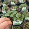 Lime Mint Live Plant – 4.5 inch Pot – Fresh Herb for Garden & Culinary Use - Image 1