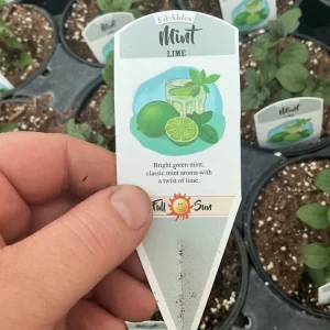 Lime Mint Live Plant – 4.5 inch Pot – Fresh Herb for Garden & Culinary Use - Image 7
