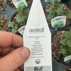 Lime Mint Live Plant – 4.5 inch Pot – Fresh Herb for Garden & Culinary Use - Image 8