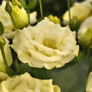 Lisianthus ABC 3 Yellow Live Plant – 4.5 inch Pot – Elegant Cut Flower – Outdoor - Image 1