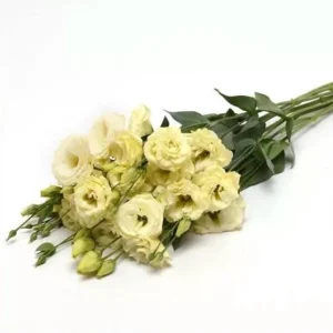 Lisianthus ABC 3 Yellow Live Plant – 4.5 inch Pot – Elegant Cut Flower – Outdoor - Image 2