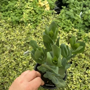 Lisianthus ABC 3 Yellow Live Plant – 4.5 inch Pot – Elegant Cut Flower – Outdoor - Image 3