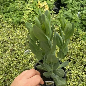 Lisianthus ABC 3 Yellow Live Plant – 4.5 inch Pot – Elegant Cut Flower – Outdoor - Image 4