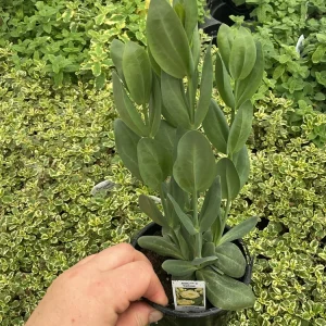 Lisianthus ABC 3 Yellow Live Plant – 4.5 inch Pot – Elegant Cut Flower – Outdoor - Image 5