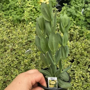 Lisianthus ABC 3 Yellow Live Plant – 4.5 inch Pot – Elegant Cut Flower – Outdoor - Image 6