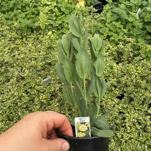 Lisianthus ABC 3 Yellow Live Plant – 4.5 inch Pot – Elegant Cut Flower – Outdoor - Image 7