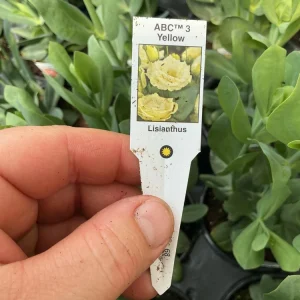 Lisianthus ABC 3 Yellow Live Plant – 4.5 inch Pot – Elegant Cut Flower – Outdoor - Image 8