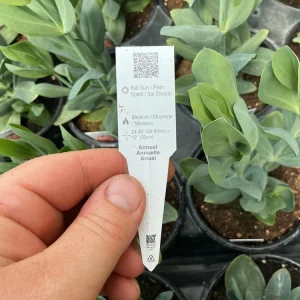 Lisianthus 'Advantage Cherry Sorbet' Live Plant – 4.5 inch Nursery Pot - Image 10