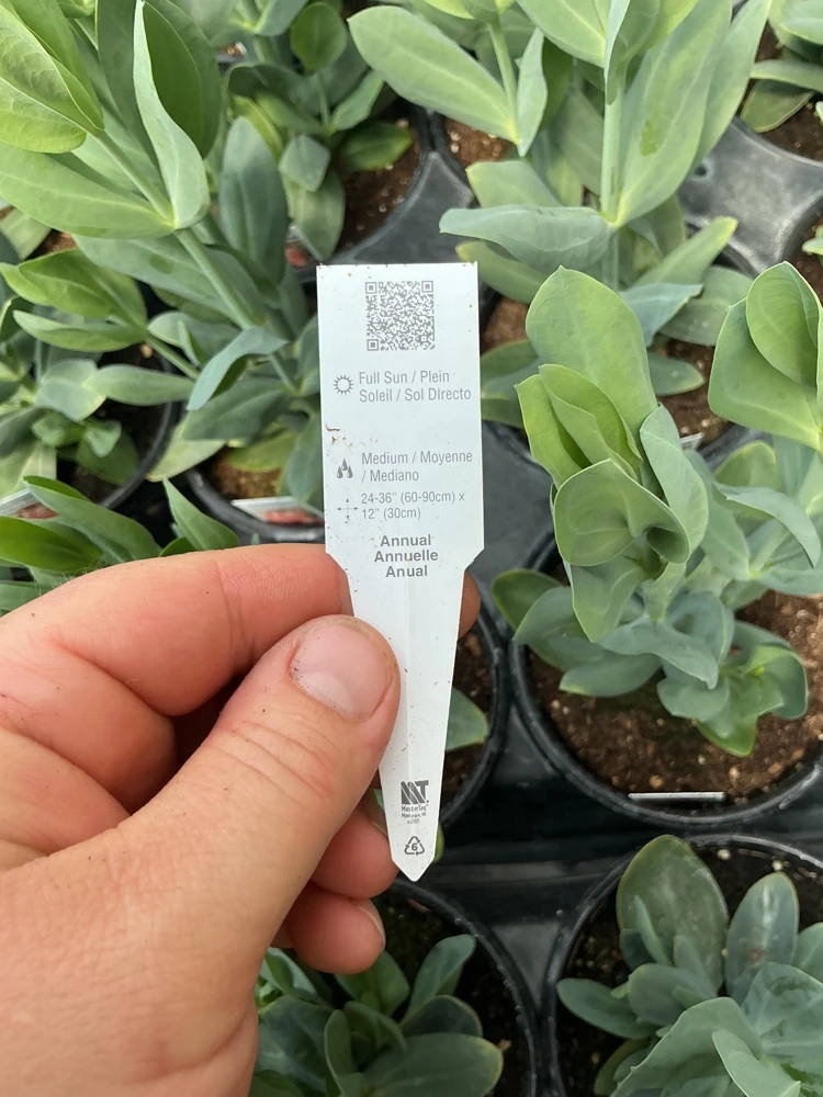 Lisianthus 'Advantage Cherry Sorbet' Live Plant – 4.5 inch Nursery Pot - Image 10