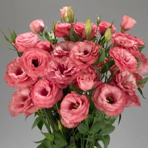 Lisianthus 'Advantage Cherry Sorbet' Live Plant – 4.5 inch Nursery Pot - Image 2
