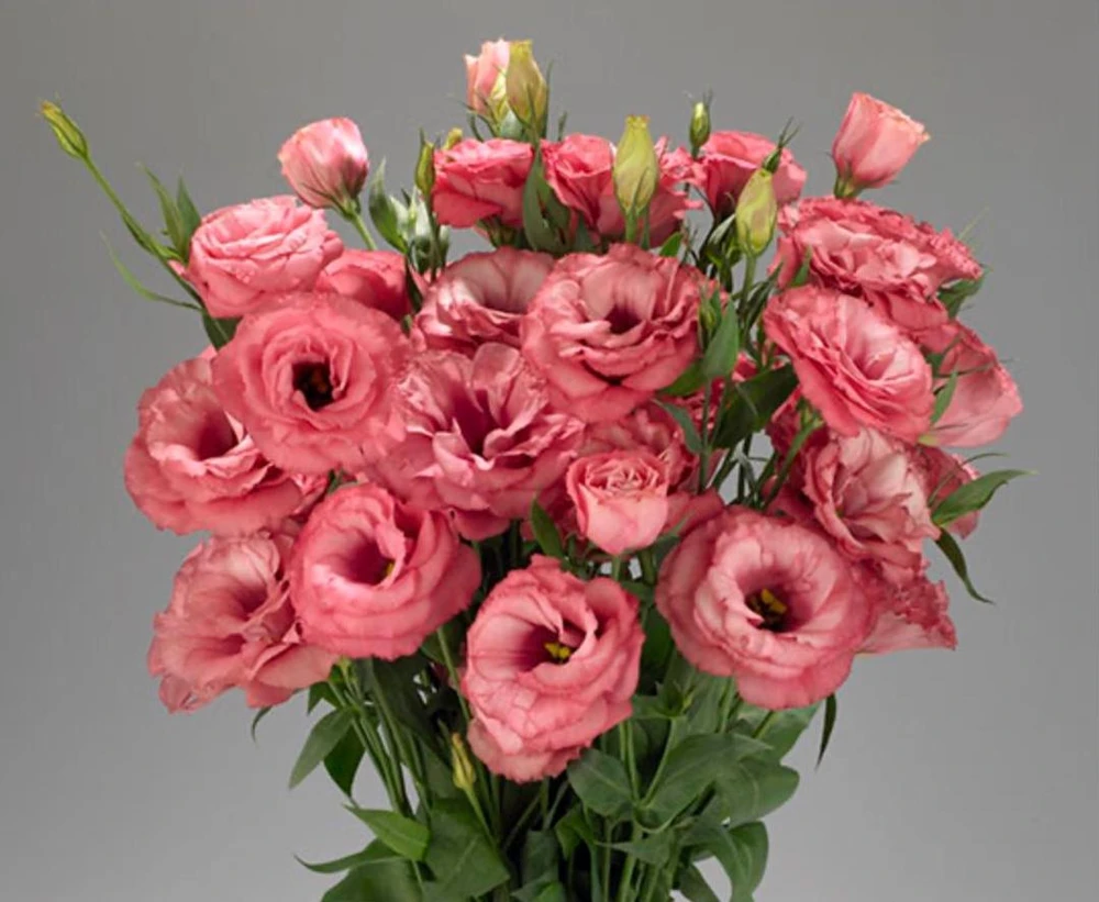 Lisianthus 'Advantage Cherry Sorbet' Live Plant – 4.5 inch Nursery Pot - Image 2