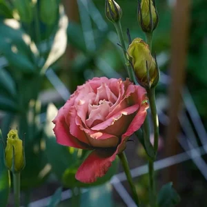 Lisianthus 'Advantage Cherry Sorbet' Live Plant – 4.5 inch Nursery Pot - Image 3