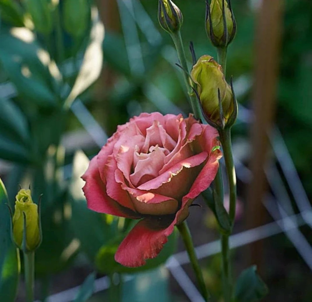 Lisianthus 'Advantage Cherry Sorbet' Live Plant – 4.5 inch Nursery Pot - Image 3