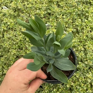Lisianthus 'Advantage Cherry Sorbet' Live Plant – 4.5 inch Nursery Pot - Image 4