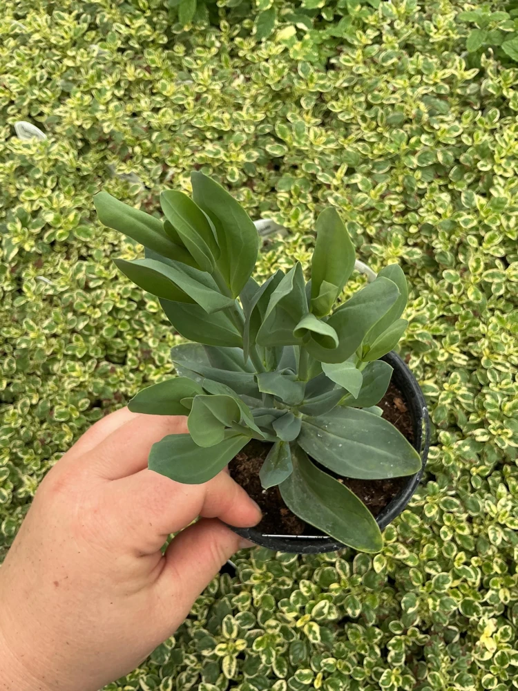Lisianthus 'Advantage Cherry Sorbet' Live Plant – 4.5 inch Nursery Pot - Image 4