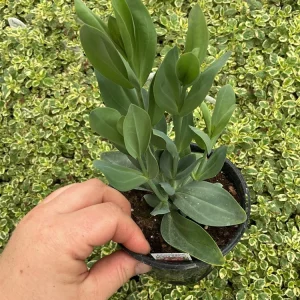 Lisianthus 'Advantage Cherry Sorbet' Live Plant – 4.5 inch Nursery Pot - Image 5