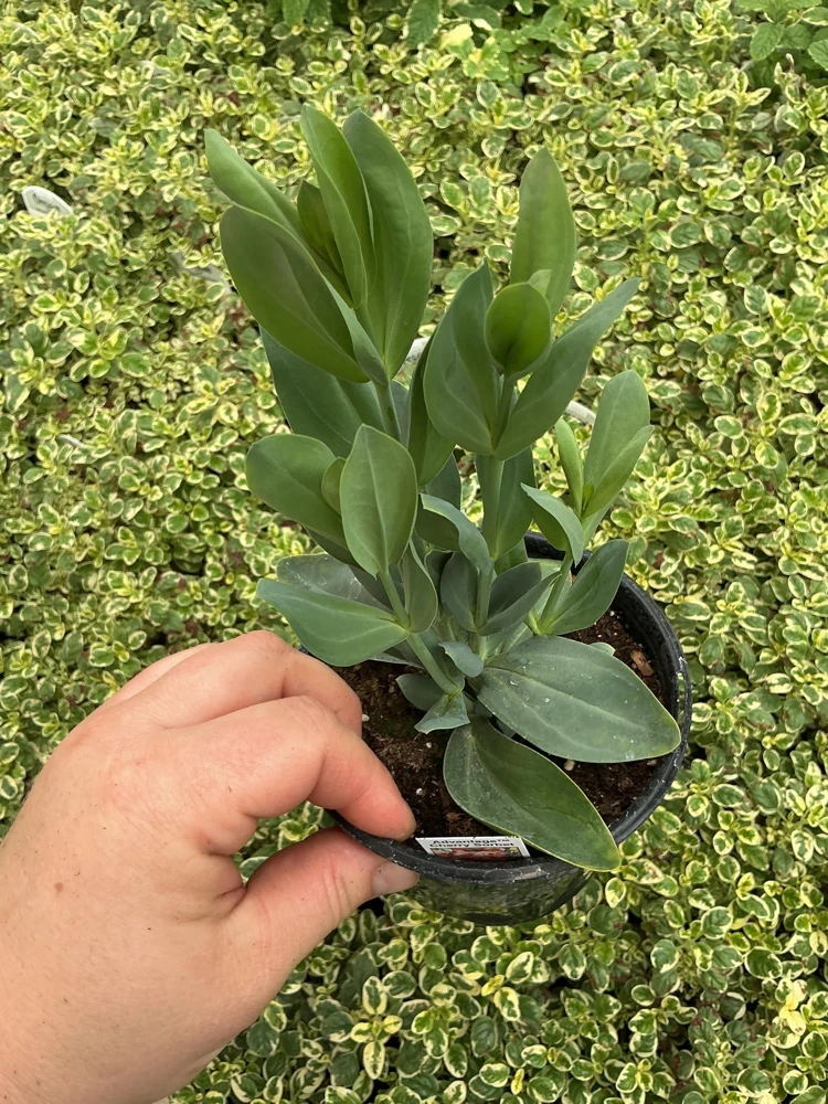 Lisianthus 'Advantage Cherry Sorbet' Live Plant – 4.5 inch Nursery Pot - Image 5